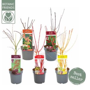 Acer palmatum Acer palm. 'mix' PREMIUM
(1 Plants/Order)(19cmP 50cmH)