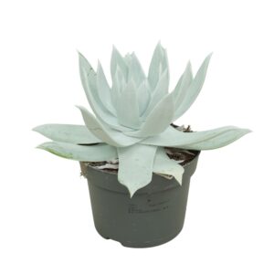 Dudleya brittonii Dudleya 13 cm
(6 Plants/Order)(13cmP 20cmH)