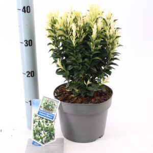 Euonymus Paloma Blanca Euonymus jap. Paloma Blanca ('Lankveld03'PBR)
(1 Plants/Order)(19cmP 30cmH)