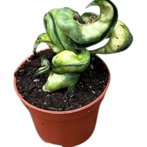 Hoya Hoya Compacta Mauna Loa
(20 Plants/Order)(6cmP 8cmH)