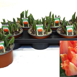 Tulipa other Dubble Dubble orange
(6 Plants/Order)(14cmP 16cmH)