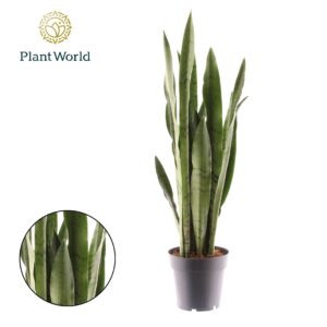Sansevieria Sansevieria Spearmint
(6 Plants/Order)(14cmP 50cmH)