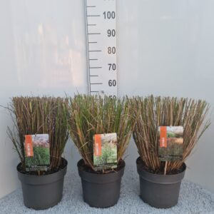 Siergrassen mix Siergrassen mix P26
(1 Plants/Order)(26cmP 40cmH)
