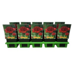 Paeonia Red Charm Paeonia lactiflora 'Red Charm' P11
(10 Plants/Order)(11cmP 25cmH)