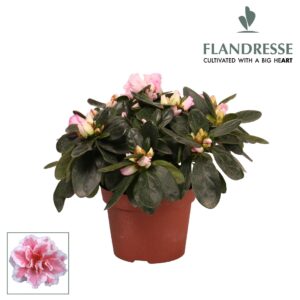 Rhododendron Azalea Flandresse® 'bont' 17+ cm
(12 Plants/Order)(10.5cmP 17cmH)