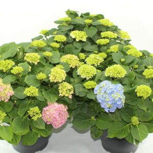 Hydrangea Hydrangea mixed 32 cm (mix From red and blauw)
(1 Plants/Order)(32cmP 55cmH)