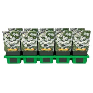 Delosperma cooperi Delosperma 'Graaf Reinet' P11
(10 Plants/Order)(11cmP 25cmH)