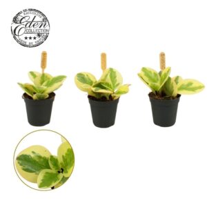 Peperomia obtusifolia Obtipan Bicol Peperomia Obtipan Bicolor 5,5cm
(20 Plants/Order)(5.5cmP 10cmH)