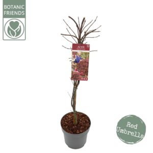 Acer palmatum Acer palm. 'Garnet'
(1 Plants/Order)(29cmP 110cmH)