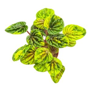 Peperomia Peperomia Candora® Monet
(15 Plants/Order)(7cmP 15cmH)