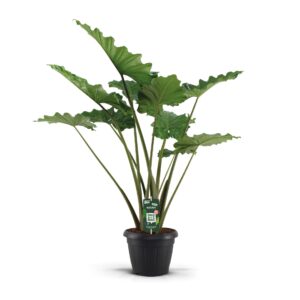 Alocasia Portodora Alocasia Portodora 35c
(1 Plants/Order)(35cmP 130cmH)