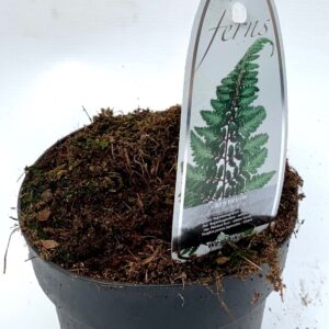 Varens mixed Athyrium nip. 'Red Beauty' ES15 1,7l
(6 Plants/Order)(15cmP 15cmH)