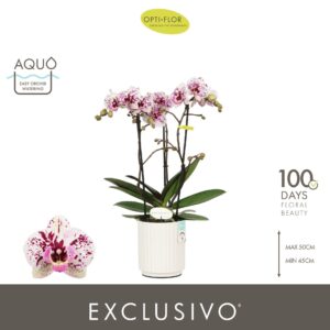 Phalaenopsis Multiflora Exclusivo Athena 3 spike in Molise White Aquo
(6 Plants/Order)(12cmP 45cmH)