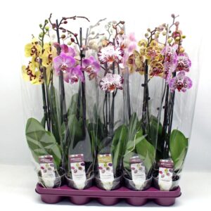 Phalaenopsis mixed Gevlekte mix 2-tak 60cm (GROEN)
(10 Plants/Order)(12cmP 60cmH)