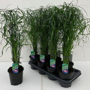 Cyperus alternifolius Cyperus alternifolius
(1 Plants/Order)(14cmP 55cmH)