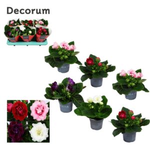 Sinningia Sonata mix Gloxinia Sonata mix 13 cm Decorum
(6 Plants/Order)(13cmP 20cmH)