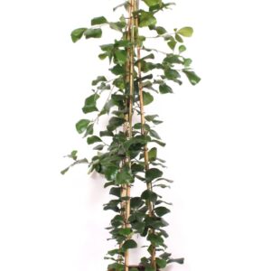 Ficus Trinova Ficus Trinova
(1 Plants/Order)(34cmP 180cmH)