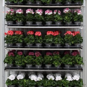 Pelargonium Pelargonium Grandifloru Pelg. Bella Donna mixkar 12cm
(8 Plants/Order)(12cmP 28cmH)