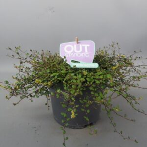 Muehlenbeckia Maori OUTstanding Muehlenbeckia
(6 Plants/Order)(17cmP 15cmH)