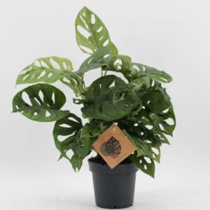 Monstera obliqua Monkey Leaf Monstera Monkey Leaf
(14 Plants/Order)(12cmP 25cmH)