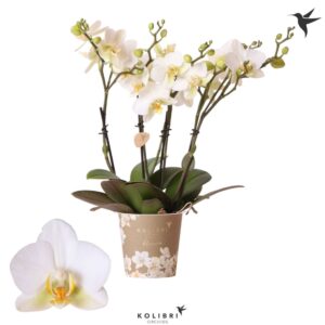 Phalaenopsis Multiflora Kolibri Orchids Phalaenopsis Blossom Lausanne 4spike
(10 Plants/Order)(12cmP 35cmH)