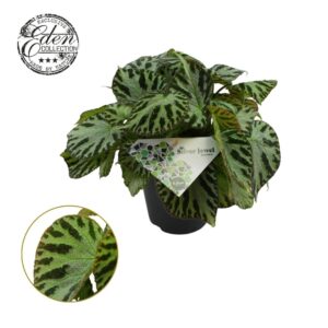Begonia Begonia Silver Jewell 15cm
(3 Plants/Order)(15cmP 30cmH)