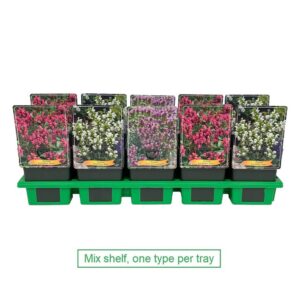 Prunella grandiflora Prunella mix laag P11
(10 Plants/Order)(11cmP 25cmH)