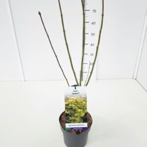 Acer shirasawanum Jordan Acer shir. 'Jordan' 50-60C3
(1 Plants/Order)(19cmP 70cmH)