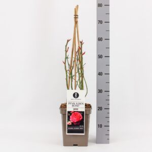 Rosa Rosa (H) Pink Eden pink ®, C5, 4 stok 75 cm
(1 Plants/Order)(23cmP 75cmH)