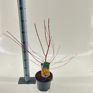 Acer palmatum Sangokaku Acer pal. 'Sangokaku'
(1 Plants/Order)(19cmP 70cmH)