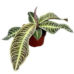 other plants Labisia Japonica
(9 Plants/Order)(10.5cmP 15cmH)