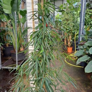 Ficus Alii Ficus Alii piramide 220
(1 Plants/Order)(30cmP 220cmH)