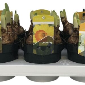 Narcissus Narcissen Big Headed mix 5 Types
(12 Plants/Order)(12cmP 15cmH)