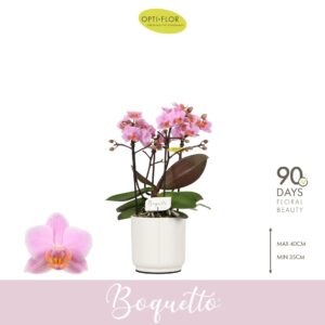 Phalaenopsis Multiflora Boquetto Romantico 3-5 spike in Lazio White
(6 Plants/Order)(12cmP 35cmH)