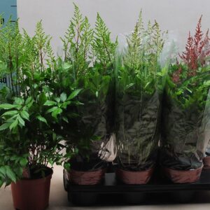 Astilbe Astilbe mix
(6 Plants/Order)(15cmP 55cmH)