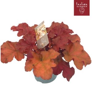 Heuchera Heuchera Indian Summer P12 Red
(10 Plants/Order)(12cmP 25cmH)