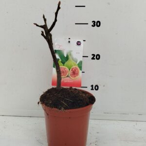 Ficus carica Ficus carica
(1 Plants/Order)(14cmP 20cmH)