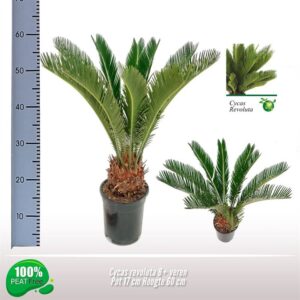 Cycas revoluta Cycas revoluta 8-11 Feathers
(6 Plants/Order)(17cmP 60cmH)