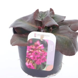 Bergenia cordifolia Bergenia shoeshine pink
(8 Plants/Order)(13cmP 15cmH)