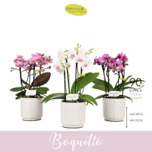 Phalaenopsis Multiflora Boquetto Pinko mix 3-5 spike in Lazio White
(6 Plants/Order)(12cmP 35cmH)