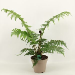 Cyathea australis Cyathea Australis / Boomvaren 23cm
(1 Plants/Order)(23cmP 70cmH)