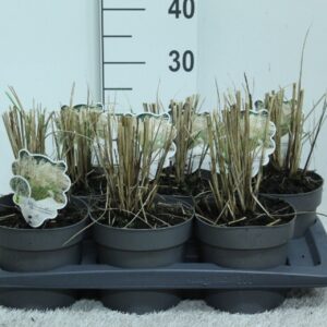 Miscanthus sinensis small Fontaen Miscanthus sin. 'Kleine Fontäne' P17
(1 Plants/Order)(17cmP 25cmH)