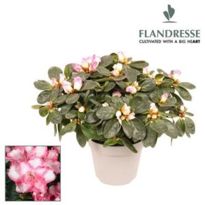 Rhododendron Azalea Flandresse® 'bont' 22 - 25 cm
(8 Plants/Order)(12cmP 25cmH)