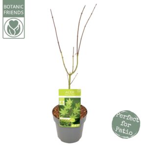 Acer palmatum Summer Gold Acer palm. 'Summer Gold'
(1 Plants/Order)(19cmP 65cmH)
