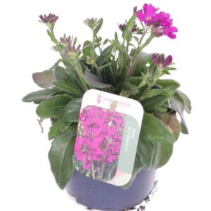 Arabis blepharophylla Arabis blepharophylla
(8 Plants/Order)(13cmP 20cmH)