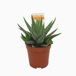 Haworthia Concolor Haworthia concolor 5,5 cm met etiket
(20 Plants/Order)(5.5cmP 8cmH)
