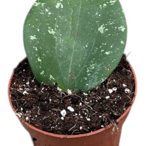 Hoya Hoya Glabra Splash
(9 Plants/Order)(10.5cmP 15cmH)