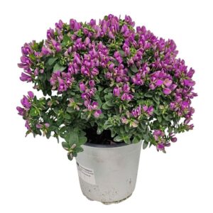 Polygala myrtifolia Polygala Oppositifolia Bibi Pink
(4 Plants/Order)(17cmP 40cmH)