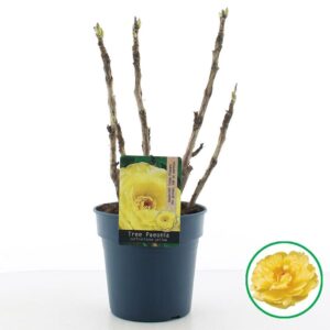 Paeonia suffruticosa Paeonia suffruticosa dark yellow C3 (19cm.)
(1 Plants/Order)(19cmP 40cmH)