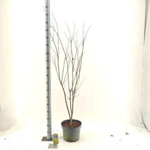 Acer palmatum Summer Gold Acer pal. 'Summer Gold'
(1 Plants/Order)(29cmP 120cmH)